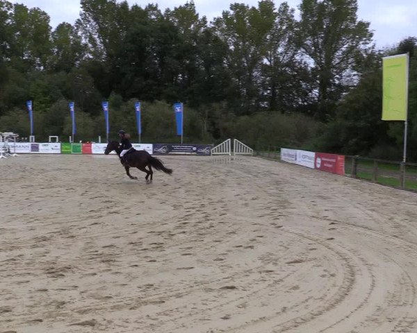 Reitturnier Everswinkel 2021
