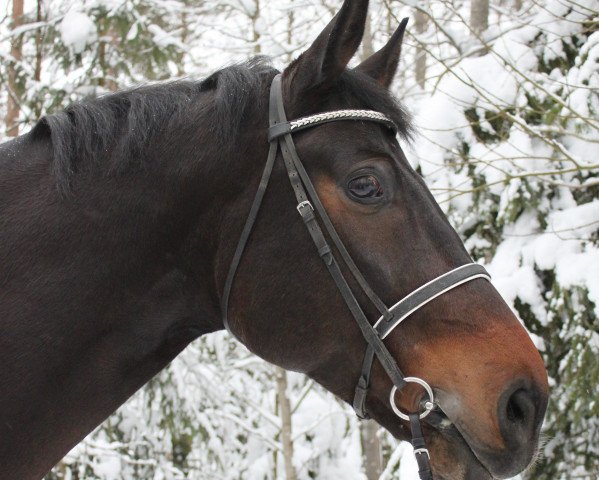 horse Rockabillie (Westphalian, 2006, from Laudabilis)