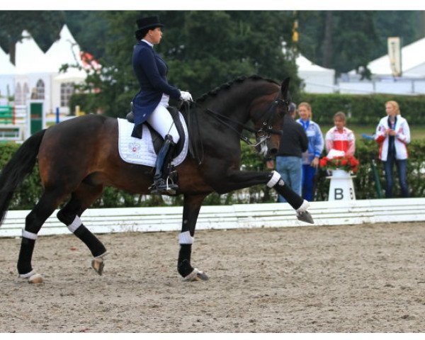dressage horse Mister X (Trakehner, 2004, from Egejus)