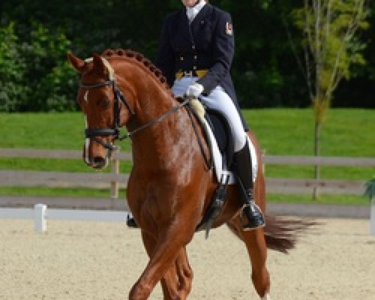dressage horse Fine And Smart (Westphalian, 2004, from Fürst Piccolo)