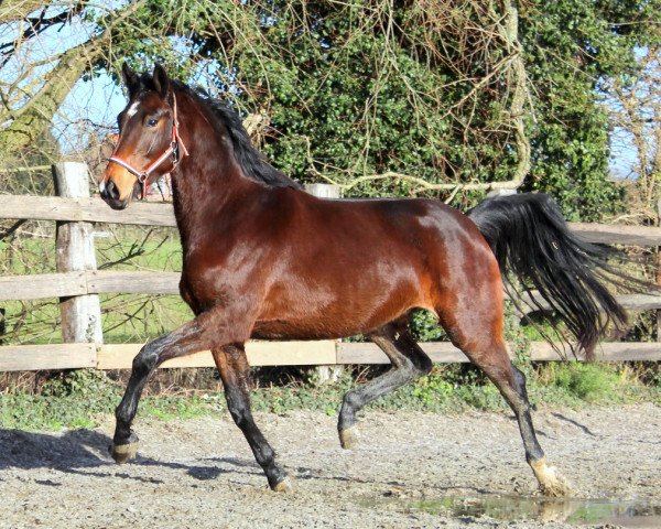 Dressurpferd Hupje (Koninklijk Warmbloed Paardenstamboek Nederland (KWPN), 2012, von Wup)