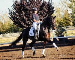 dressage horse Corlander II (Rhinelander, 2001, from Cordino)