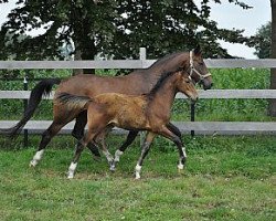 broodmare Riante v.d. Stuyver (Rhinelander, 1994, from Ravallo 115 FIN)