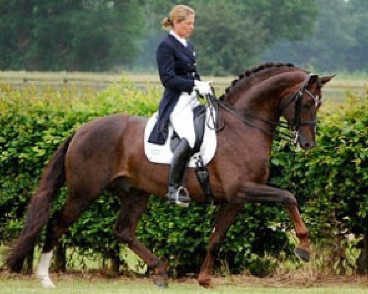 Deckhengst FRH Rassolini (Hessisches Warmblut, 2003, von Rubioso N)