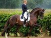 Deckhengst FRH Rassolini (Hessisches Warmblut, 2003, von Rubioso N)