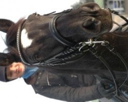 dressage horse Coco Procol Harum (Oldenburg, 2005, from Cheenook)