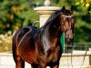 dressage horse Bartlgut's Quebec (German Sport Horse, 2007, from Quaterback)