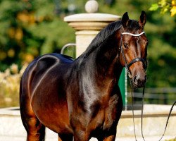 dressage horse Bartlgut's Quebec (German Sport Horse, 2007, from Quaterback)