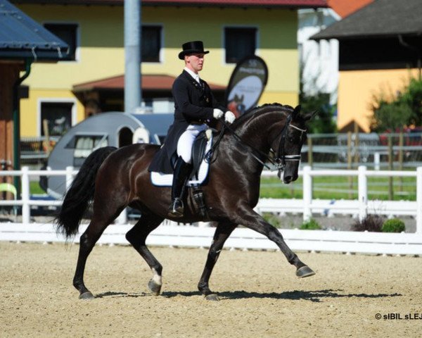 dressage horse Apropos (Hanoverian, 2002, from Antaeus)