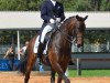 dressage horse Silbermond (Rhinelander, 2006, from Sir Donnerhall I)