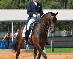 dressage horse Silbermond (Rhinelander, 2006, from Sir Donnerhall I)