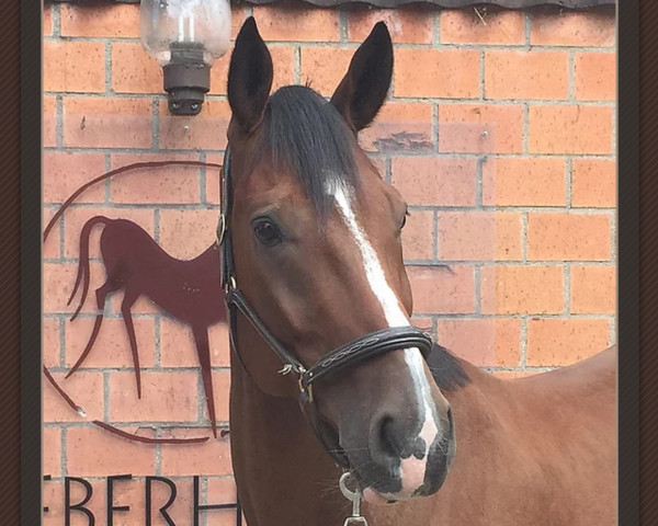 dressage horse El Royal Aer (Hanoverian, 2011, from Estobar NRW)