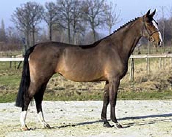 broodmare Regina Adelheid Z (Zangersheide riding horse, 1994, from Rebel Z II)