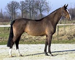 broodmare Regina Adelheid Z (Zangersheide riding horse, 1994, from Rebel Z II)