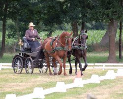 Pferd Marcus 32 (Hannoveraner, 1992, von Eiger III)