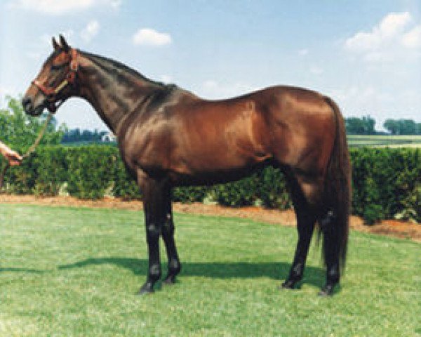 stallion Steinlen xx (Thoroughbred, 1983, from Habitat xx)