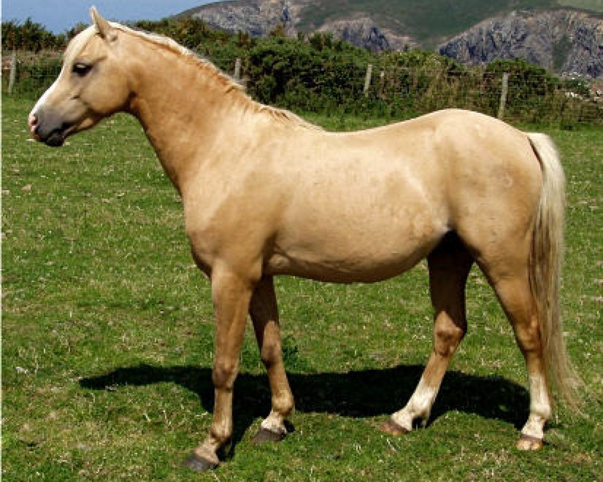Deckhengst Boston Bonaparte (Welsh Pony (Sek.B), 1997, von Varndell Right Royal)