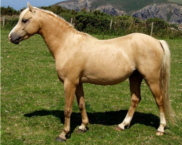 stallion Boston Bonaparte (Welsh-Pony (Section B), 1997, from Varndell Right Royal)