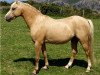 Deckhengst Boston Bonaparte (Welsh Pony (Sek.B), 1997, von Varndell Right Royal)