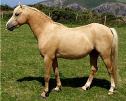 Deckhengst Boston Bonaparte (Welsh Pony (Sek.B), 1997, von Varndell Right Royal)