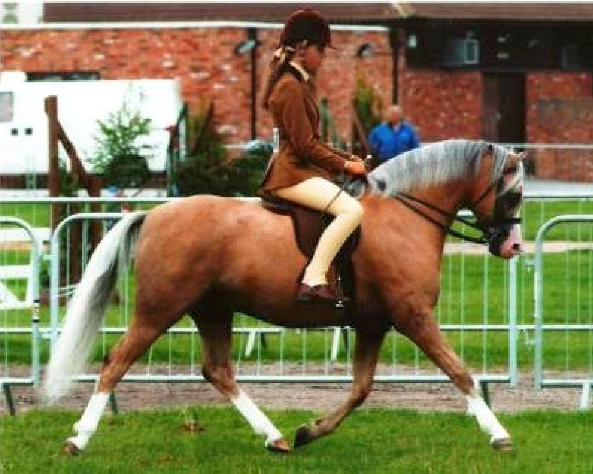 stallion Newtonhill Naughty Boy Charlie (Welsh-Pony (Section B), 1999, from Heaton Romeo)