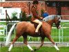stallion Newtonhill Naughty Boy Charlie (Welsh-Pony (Section B), 1999, from Heaton Romeo)