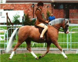 Deckhengst Newtonhill Naughty Boy Charlie (Welsh Pony (Sek.B), 1999, von Heaton Romeo)