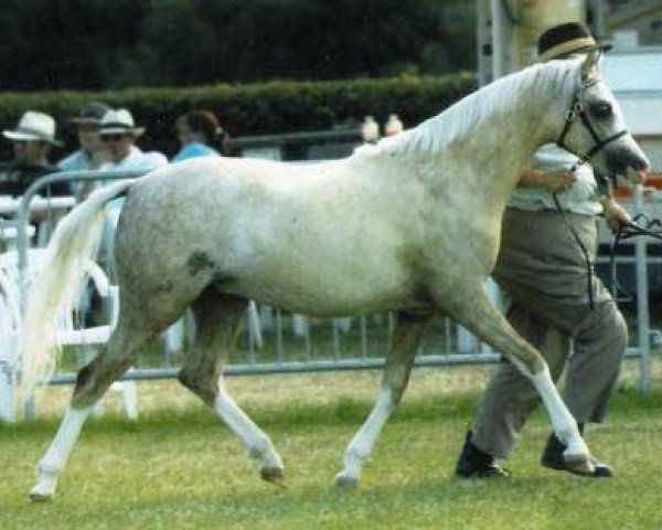 broodmare Newtonhill Kerry (Welsh-Pony (Section B), 2004, from Newtonhill Naughty Boy Charlie)