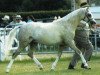 Zuchtstute Newtonhill Kerry (Welsh Pony (Sek.B), 2004, von Newtonhill Naughty Boy Charlie)