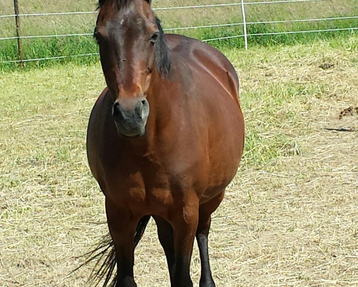 broodmare Daily-Joy (German Riding Pony, 1998, from Danny Black)