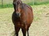 broodmare Daily-Joy (German Riding Pony, 1998, from Danny Black)