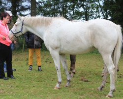 broodmare Sartors Enya (Knabstrupper, 2009, from Sartors Battle of Hastings)