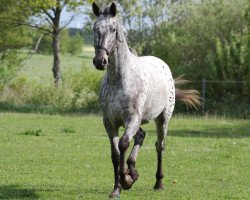 broodmare Sartors After Party (Knabstrupper, 2013, from Sartos Showtime)