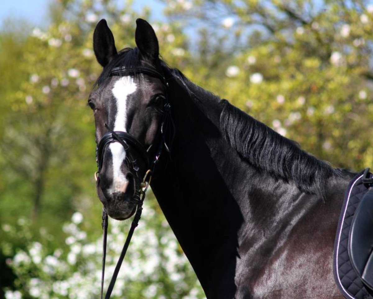 dressage horse Fiorino (Westphalian, 2001, from Friedenstraum)