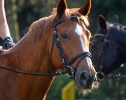 Springpferd Ernst L (Hannoveraner, 2007, von Earl)