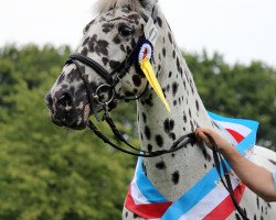 broodmare Charlotte (Knabstrupper, 2001, from Thor Af Rottap)