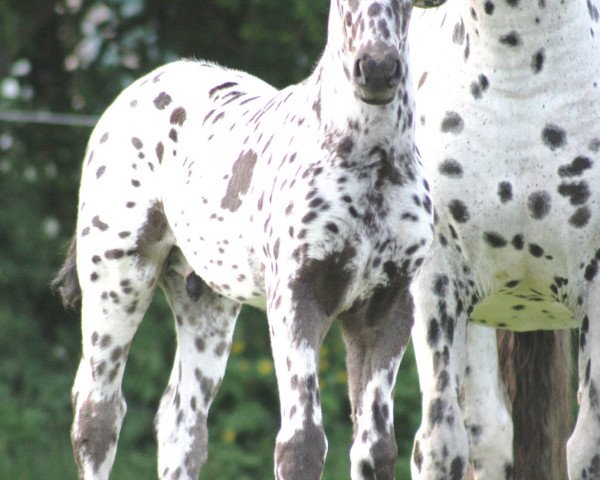 stallion Thorsdag von Maassen (Knabstrupper, 2015, from EH, LH Thorgal von Eiderstedt)