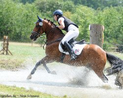 jumper Geralja's Undercover (New Forest Pony, 2003, from Bram)