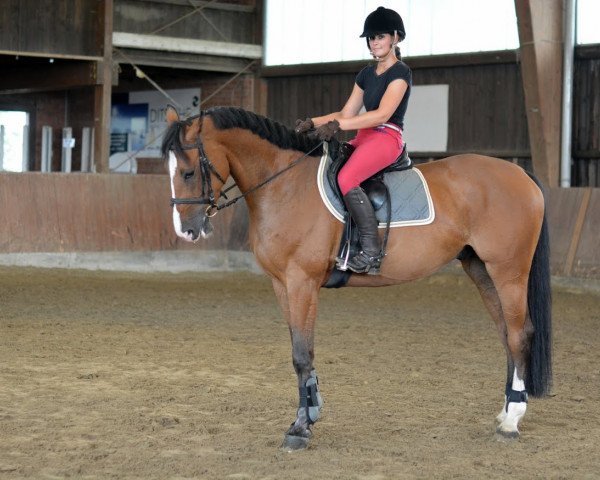 jumper Come on (Zangersheide riding horse, 2009, from Jk Horsetrucks Commanchi)