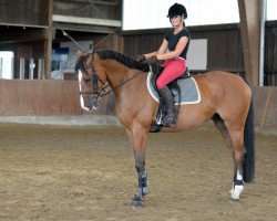 jumper Come on (Zangersheide riding horse, 2009, from Jk Horsetrucks Commanchi)