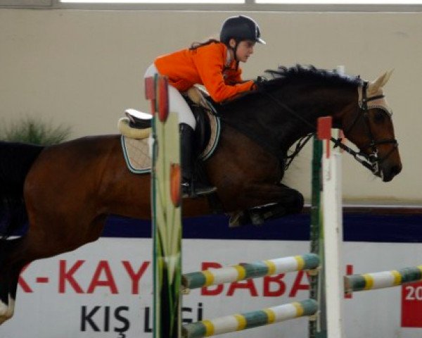broodmare Cekina (KWPN (Royal Dutch Sporthorse), 2007, from Contendro II)
