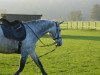 Springpferd Capo von Billwil (Schweizer Warmblut, 2007, von Camposanto)