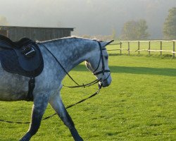 Springpferd Capo von Billwil (Schweizer Warmblut, 2007, von Camposanto)