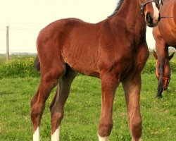 dressage horse Mad Desire (Oldenburg show jumper, 2014, from Mighty Magic)