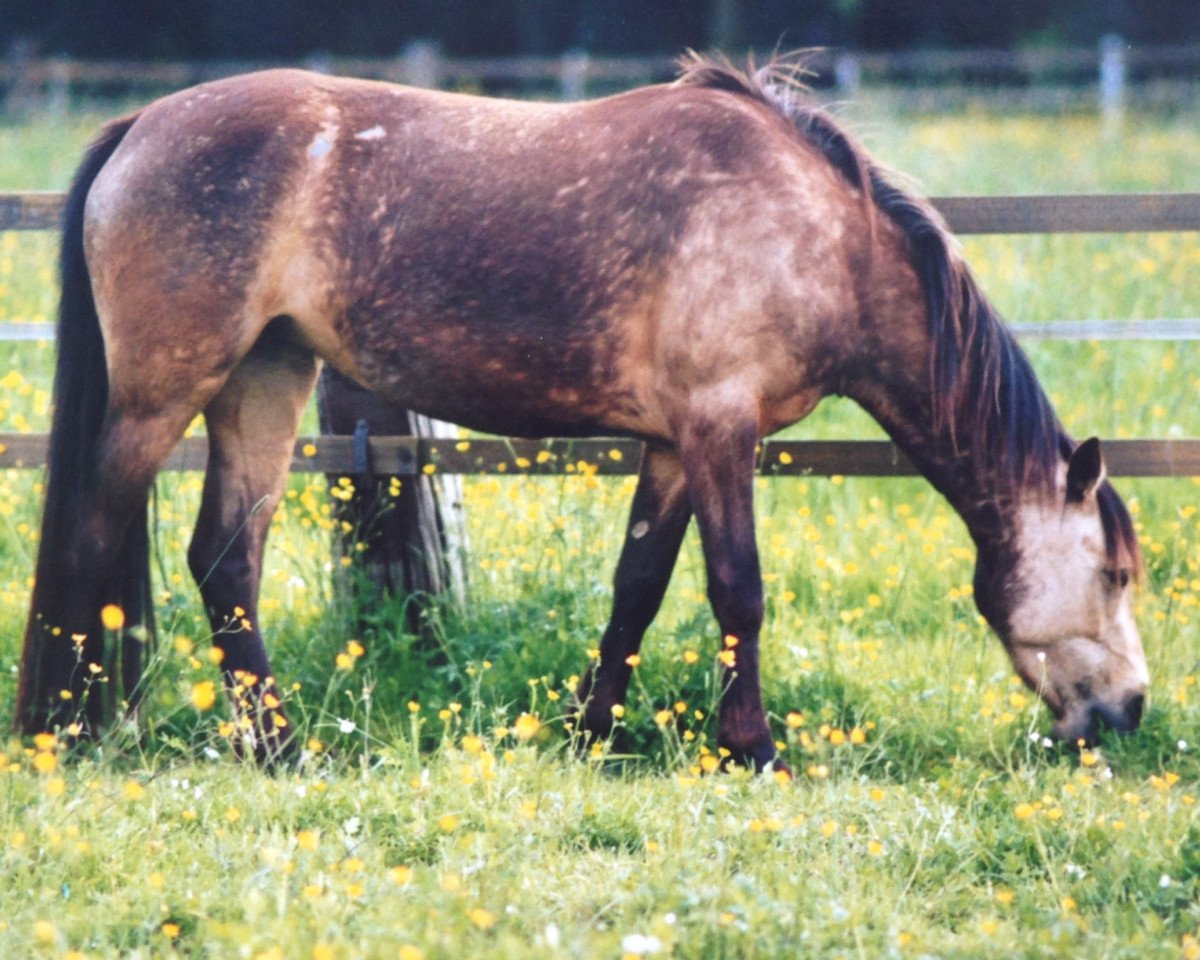 horse Brucherhof Fjala (Connemara Pony, 2000, from Fedor Dun)