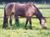 Pferd Brucherhof Fjala (Connemara-Pony, 2000, von Fedor Dun)