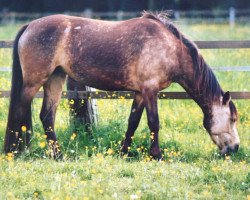 Pferd Brucherhof Fjala (Connemara-Pony, 2000, von Fedor Dun)