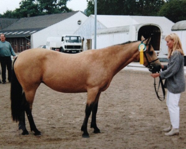 broodmare Brucherhof Paisley (Connemara Pony, 1993, from Power Boy)