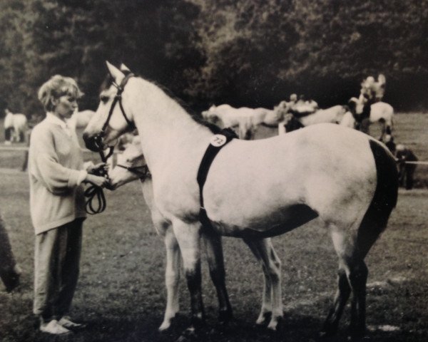 Zuchtstute Mona Mia (Connemara-Pony, 1975, von Dangan Dun)