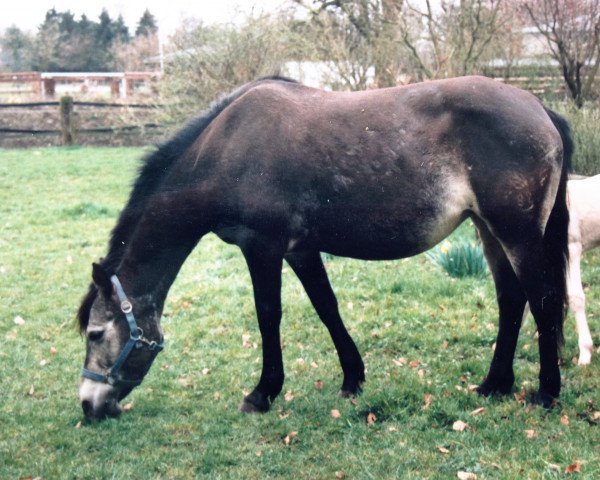 Zuchtstute Brucherhof Pilar (Connemara-Pony, 1991, von Power Boy)